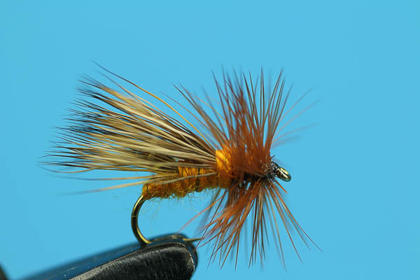 Autumn Caddis