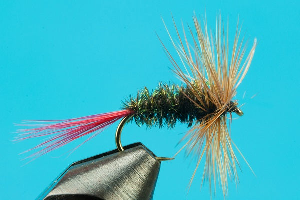 Brown Hackle