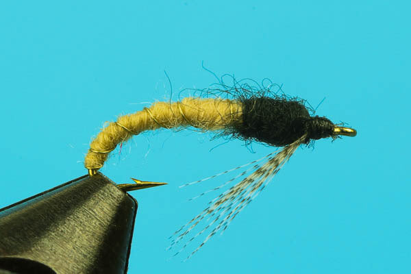 Caddis Larva