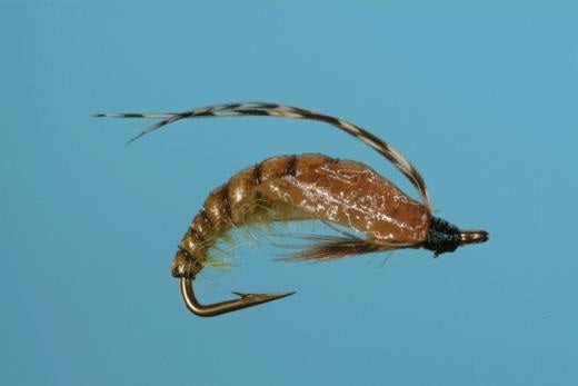 Caddis Pupa – Crawling – Solitude