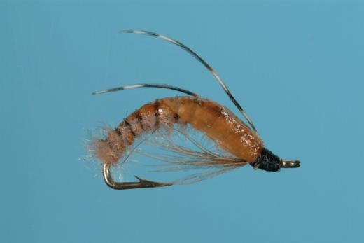 Caddis Pupa – Crawling – Solitude