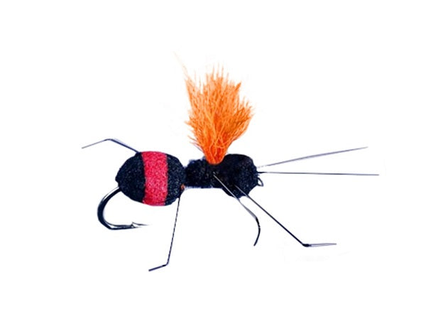 Carpenter Ant Red Butt – Rainy’s