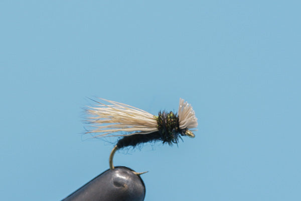 Collared Caddis