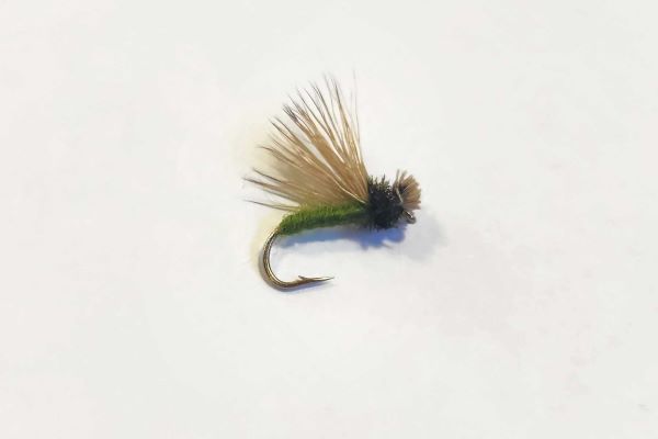 Collared Caddis