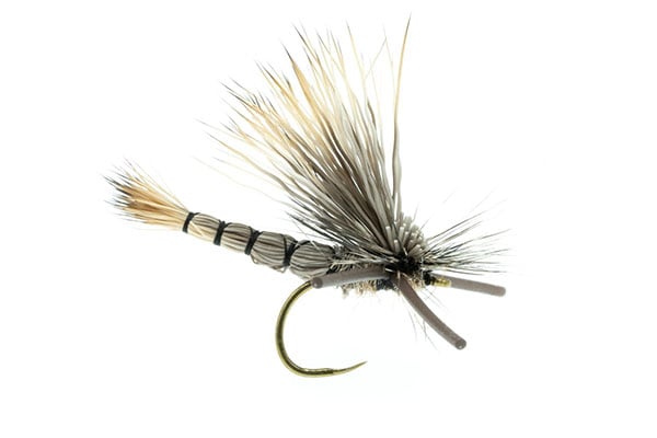 DJL Drake – Umpqua