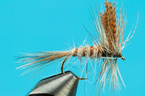 Eastern March Brown