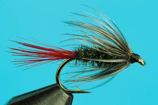 Gray Hackle