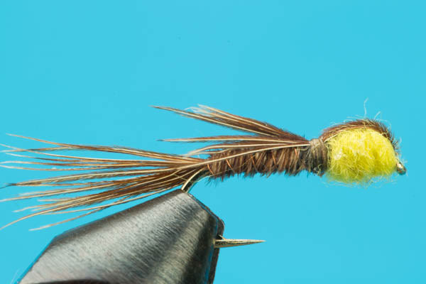 Pheasant Tail Sulphur