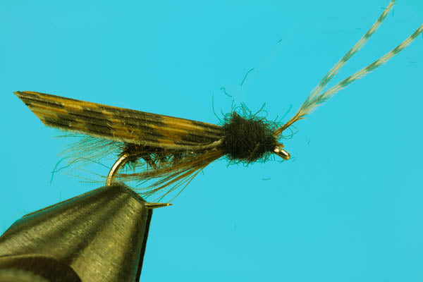 Zebra Caddis