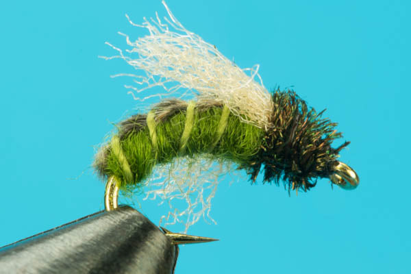 Z-Wing Caddis