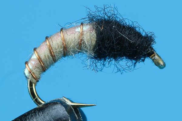 Caddis Larva Flash