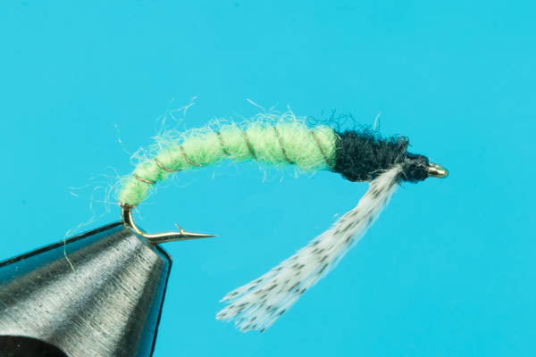 Caddis Larva