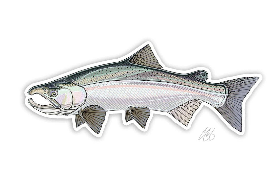 Casey Underwood Artwork – Coho Salmon Decal