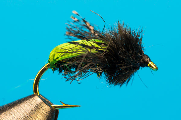 Kiwi Beetle