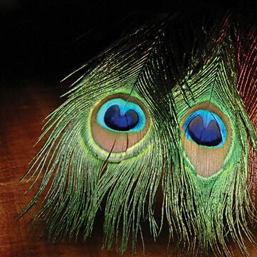 Peacock Eye Sticks–Hareline