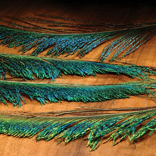 Peacock Swords–Hareline